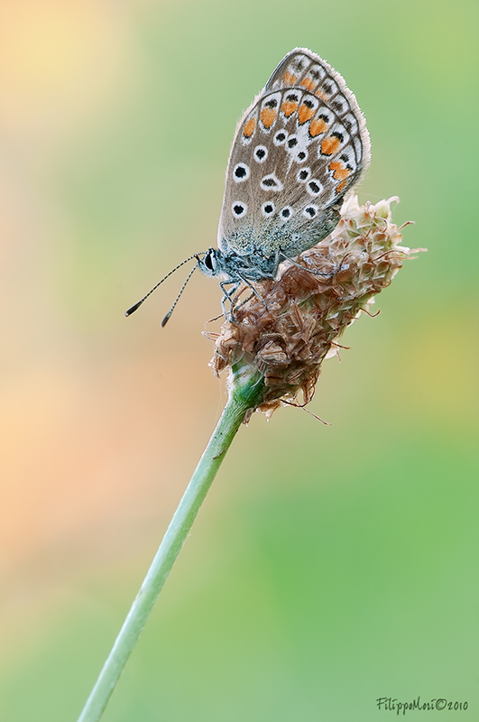 Identificazione Licenide